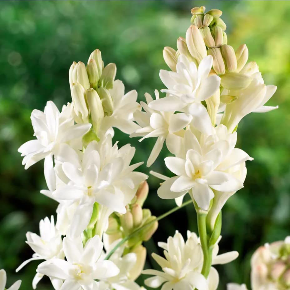 WHITE TUBEROSE BULBS