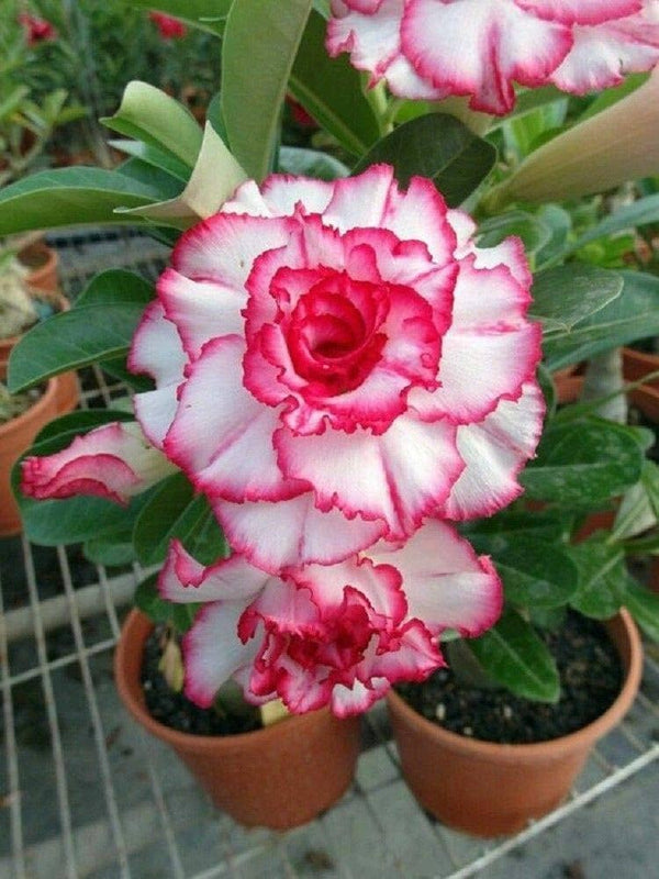 DESERT ROSE PLANT