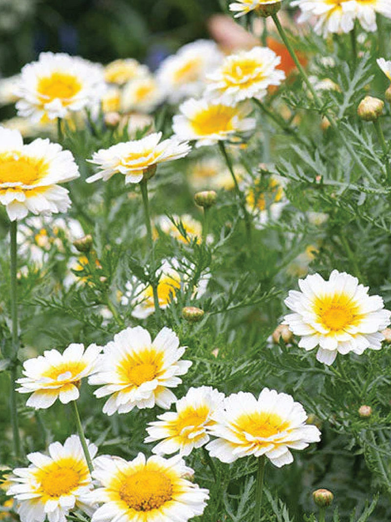 CROWN DAISY SEEDS <br> بذور زهور الأقحوان التاجية