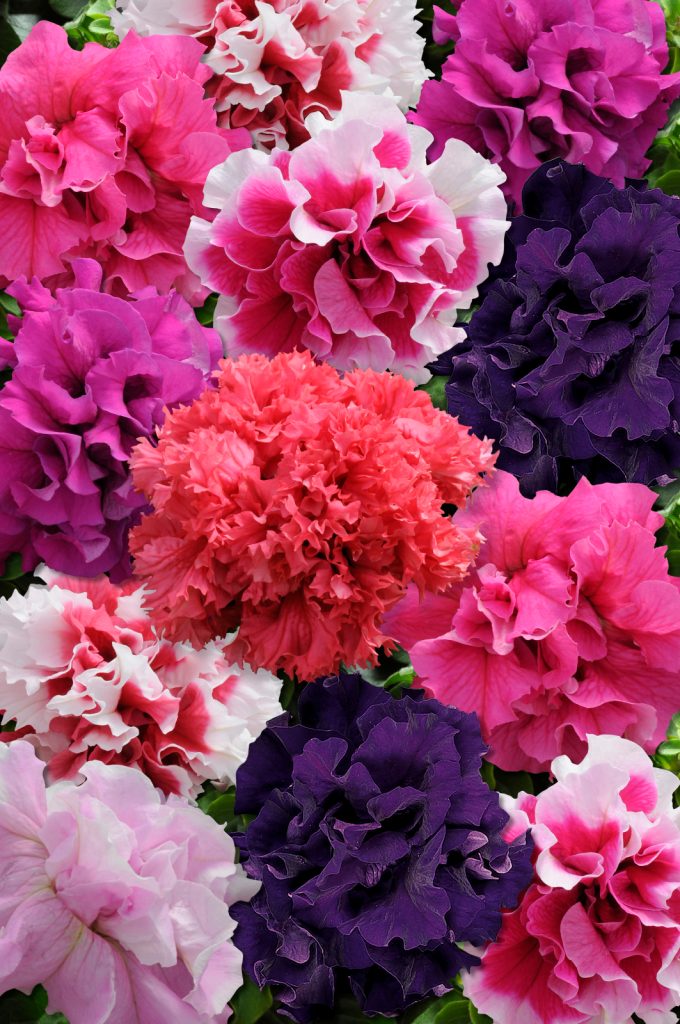 PETUNIA DOUBLE GLORIOUS FLOWER SEEDLING <br>شتلات زهور بيتونيا دبل غلوريس