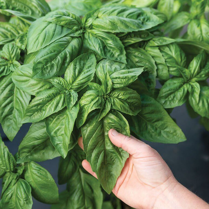 ORGANIC ITALIAN BASIL SEEDLING <BR> شتلات الريحان العضوية