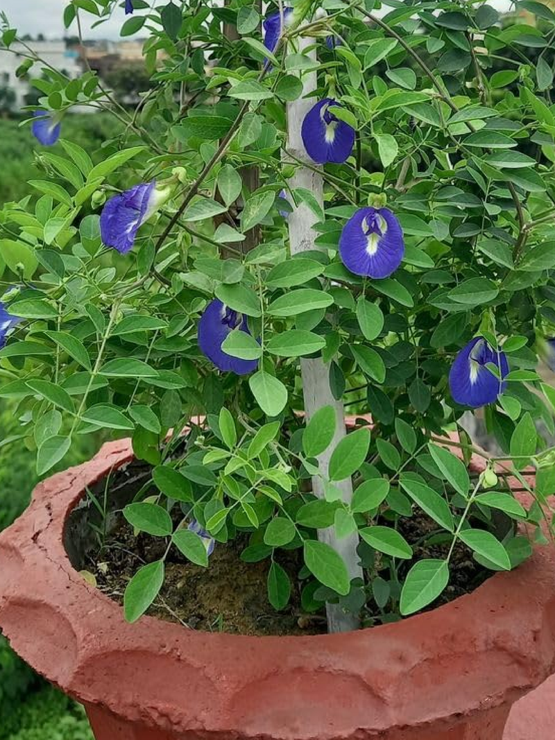 BLUE TEA SEEDS<br> بذور الشاي الأزرق