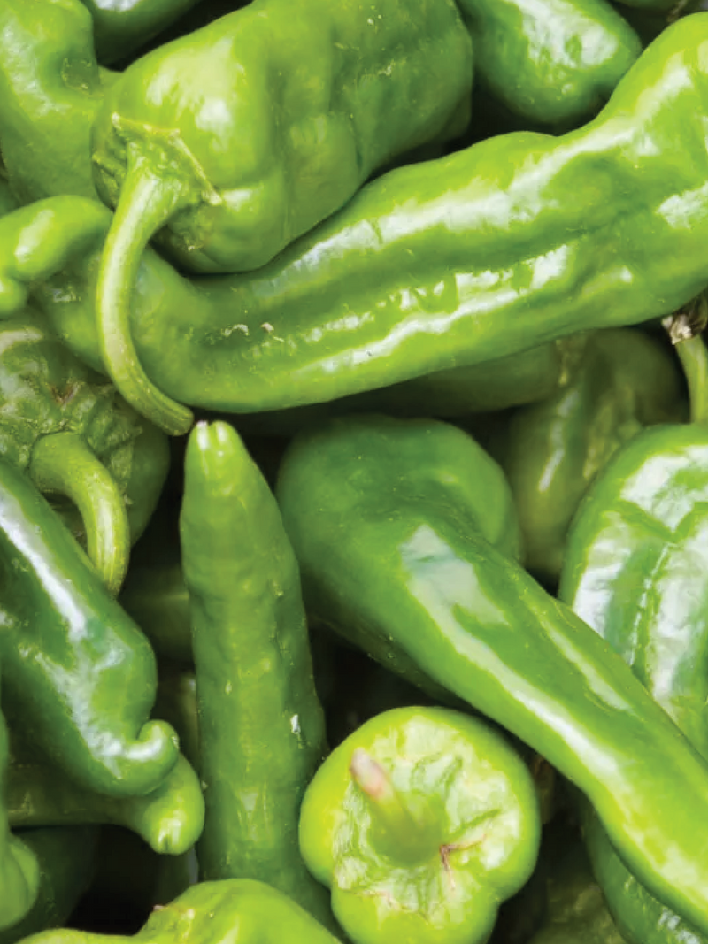 THIN SKINNED CHILI PEPPER SEEDS <br> بذور الفلفل الحار ذو القشرة الرقيقة