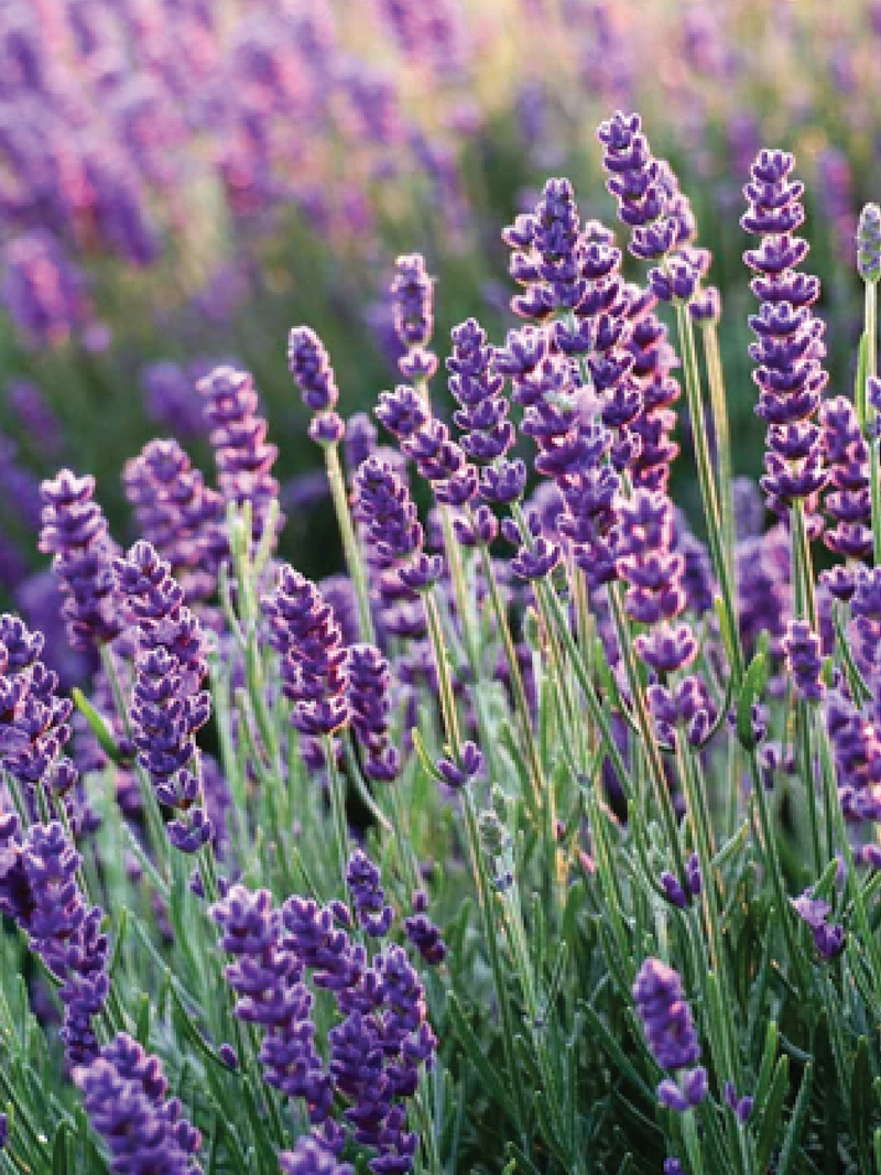 LAVENDER SEEDS <br> بذور اللافندر