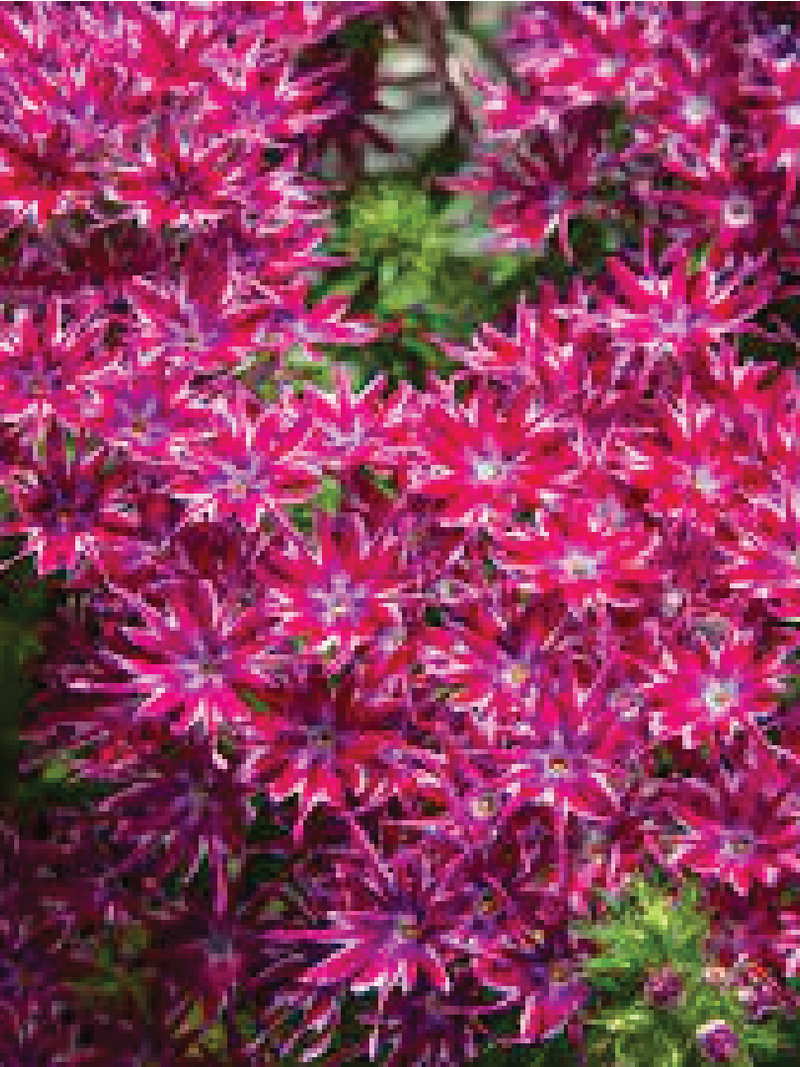 PHLOX STAR LOLY MIXED FLOWER SEEDLING<br>شتلة زهرة فلوكس ستار لولي المختلطة