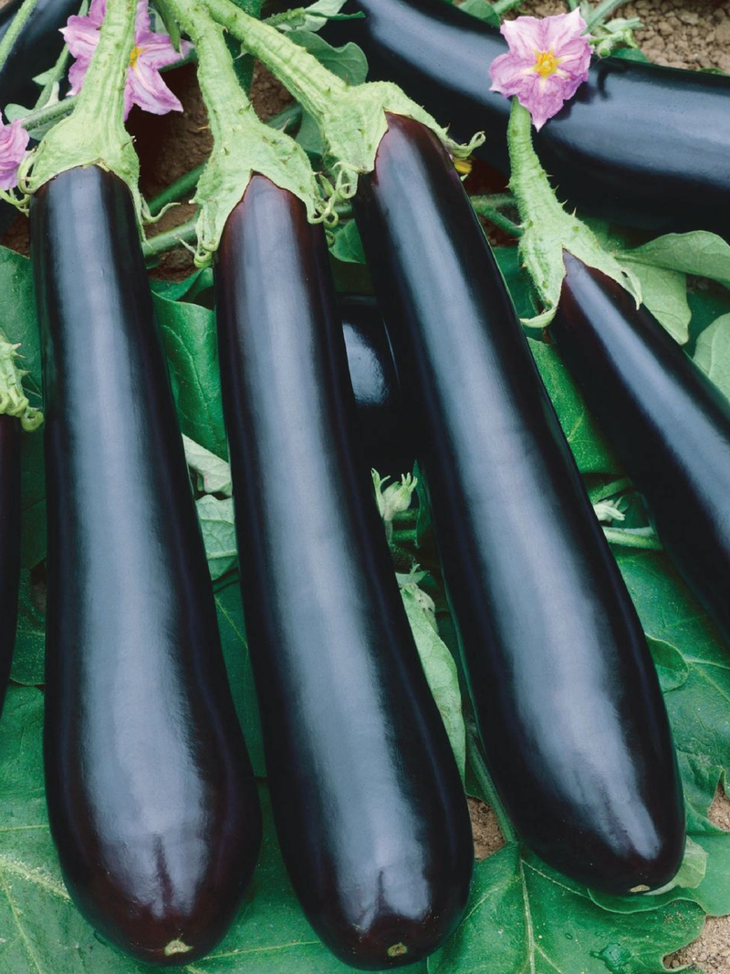 LONG EGGPLANT SEEDS <br> بذور الباذنجان الطويل