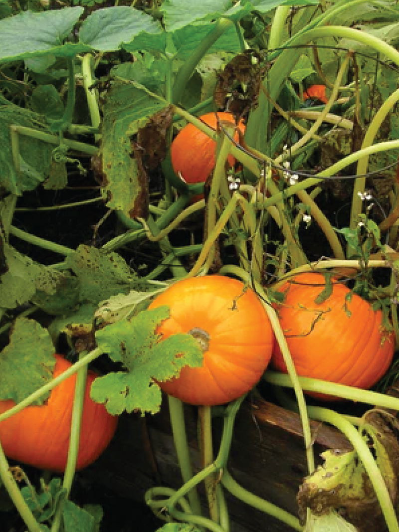 ORGANIC WEE B LITTLE PUMPKIN SEEDLING <br> شتلات القرع وي بي ليتل العضوية