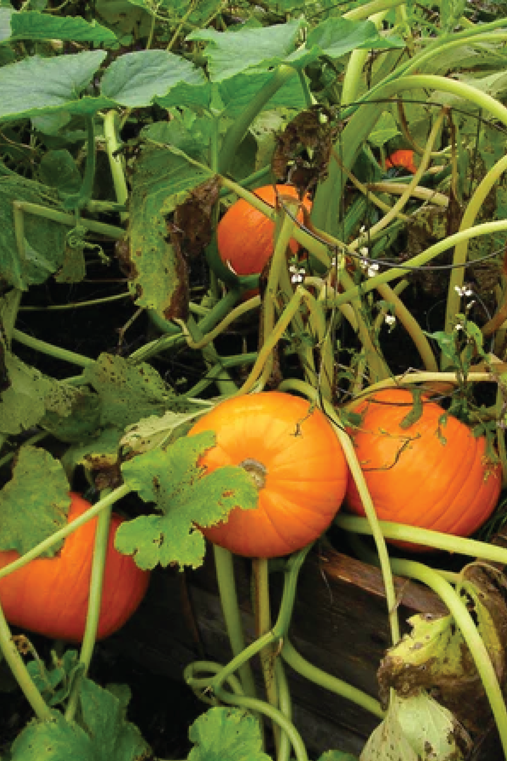 ORGANIC WEE B LITTLE PUMPKIN SEEDLING <br> شتلات القرع وي بي ليتل العضوية