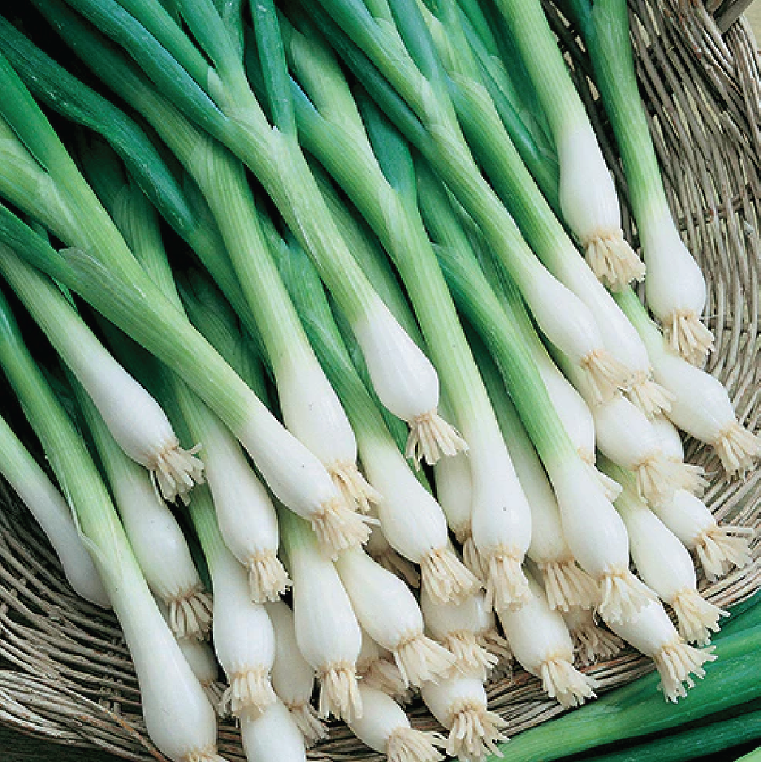 SPRING ONION SEEDS <br> بذور البصل الربيعي