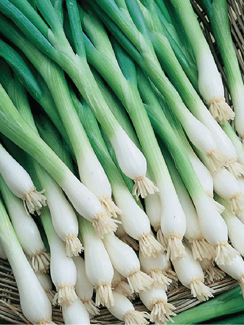 SCALLION SEEDS <br> بذور البصل الأخضر