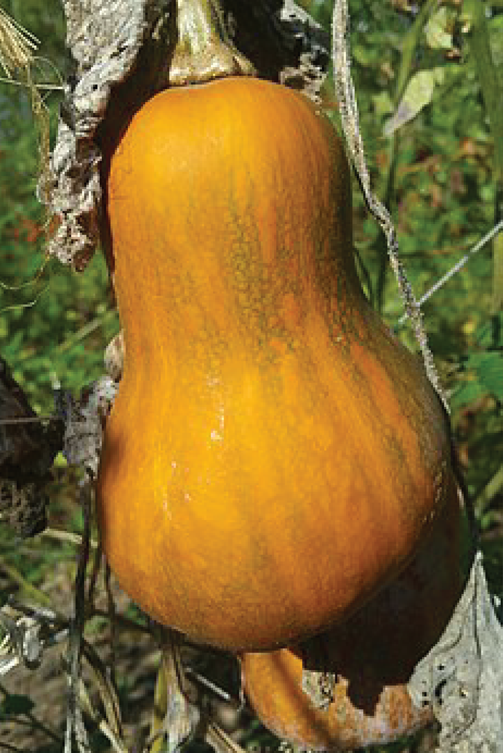 ORGANIC HONEYNUT SQUASH SEEDLING <br>شتلات القرع العضوي هني نت