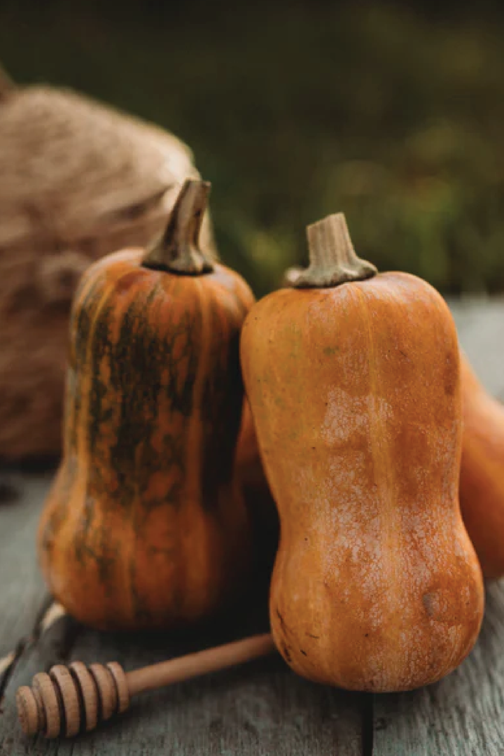 ORGANIC HONEYNUT SQUASH SEEDLING <br>شتلات القرع العضوي هني نت