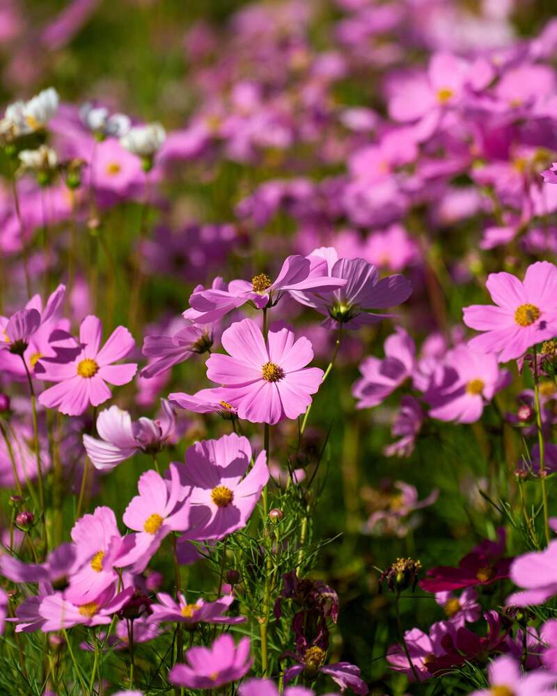 ROSE COSMOS SEEDLING