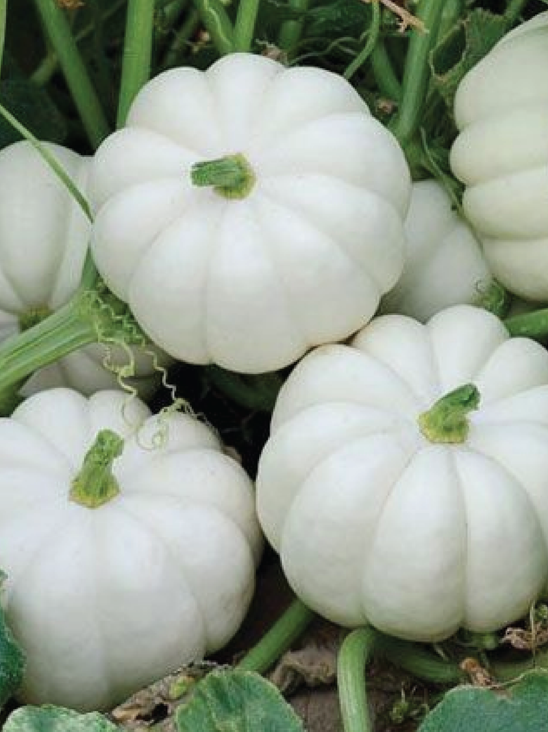 ORGANIC WHITE WINTER SQUASH SEEDLING <br> شتلات القرع الشتوي الأبيض العضوية