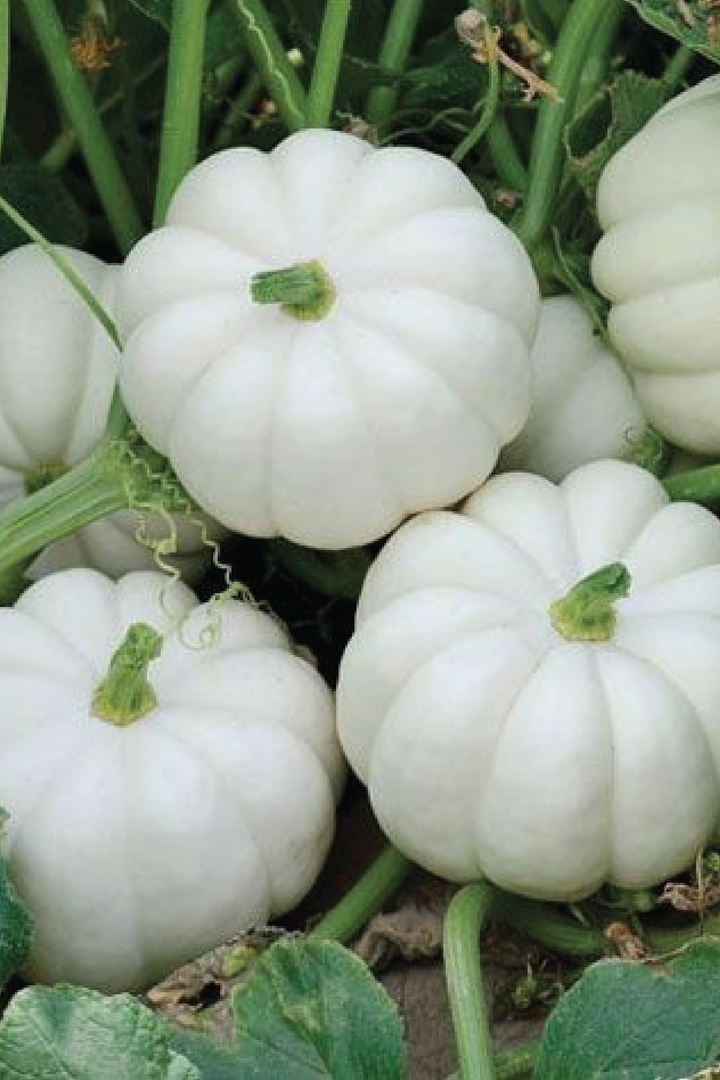 ORGANIC WHITE WINTER SQUASH SEEDLING <br> شتلات القرع الشتوي الأبيض العضوية
