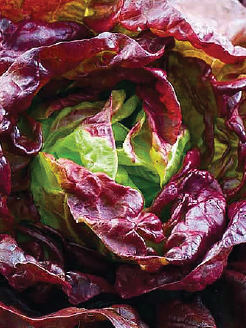 BUTTER COFFEE LETTUCE SEEDS <br> بذور الخس بتر كوفي