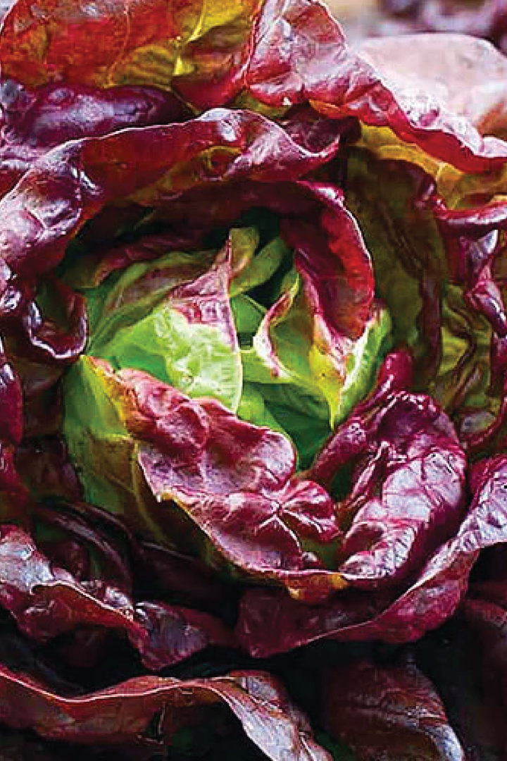 BUTTER COFFEE LETTUCE SEEDS <br> بذور الخس بتر كوفي