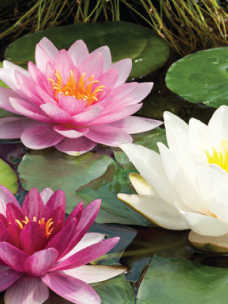 WATER LILIES SEEDS <br> بذور زنبق الماء