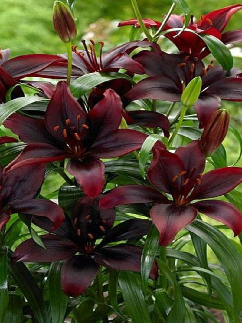 SECRET KISS LILIUM FLOWER BULBS<br>أبصال زهور الليليوم سيكرت كيس