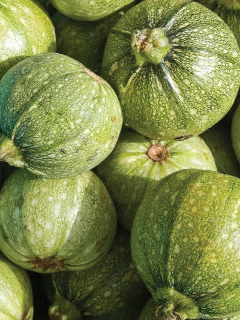 ORGANIC ROUND ZUCCHINI SEEDLING <br> شتلات الكوسا الدائرية العضوية
