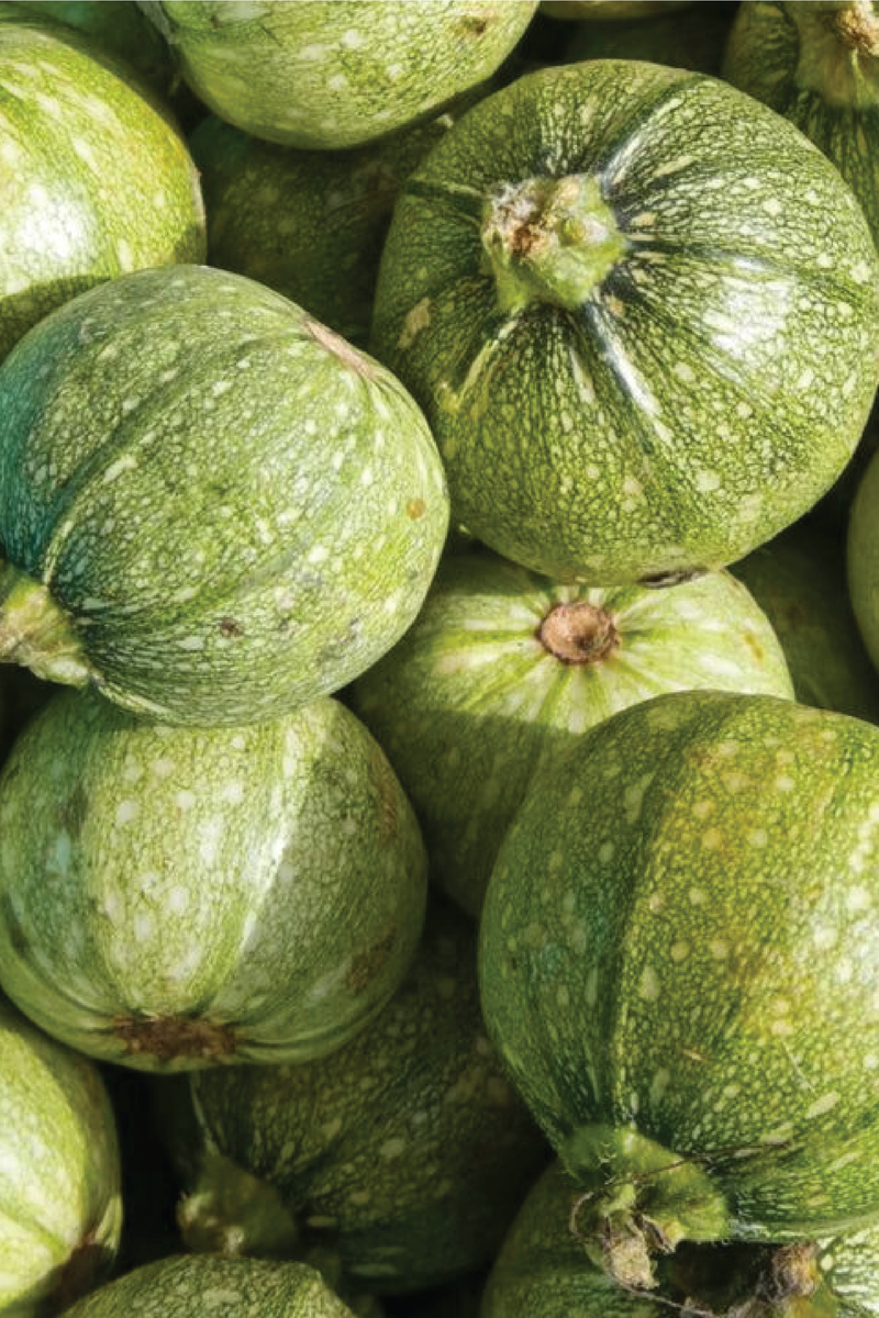 ORGANIC ROUND ZUCCHINI SEEDLING <br> شتلات الكوسا الدائرية العضوية