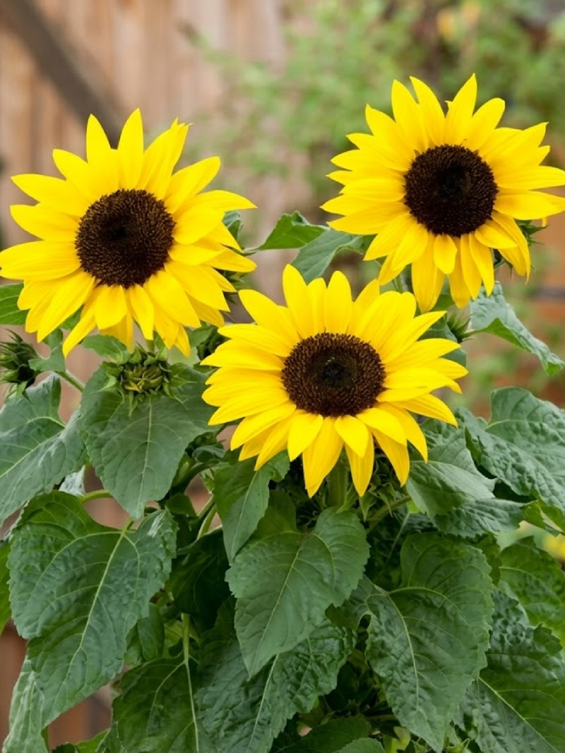 DWARF SUNFLOWER SEEDS