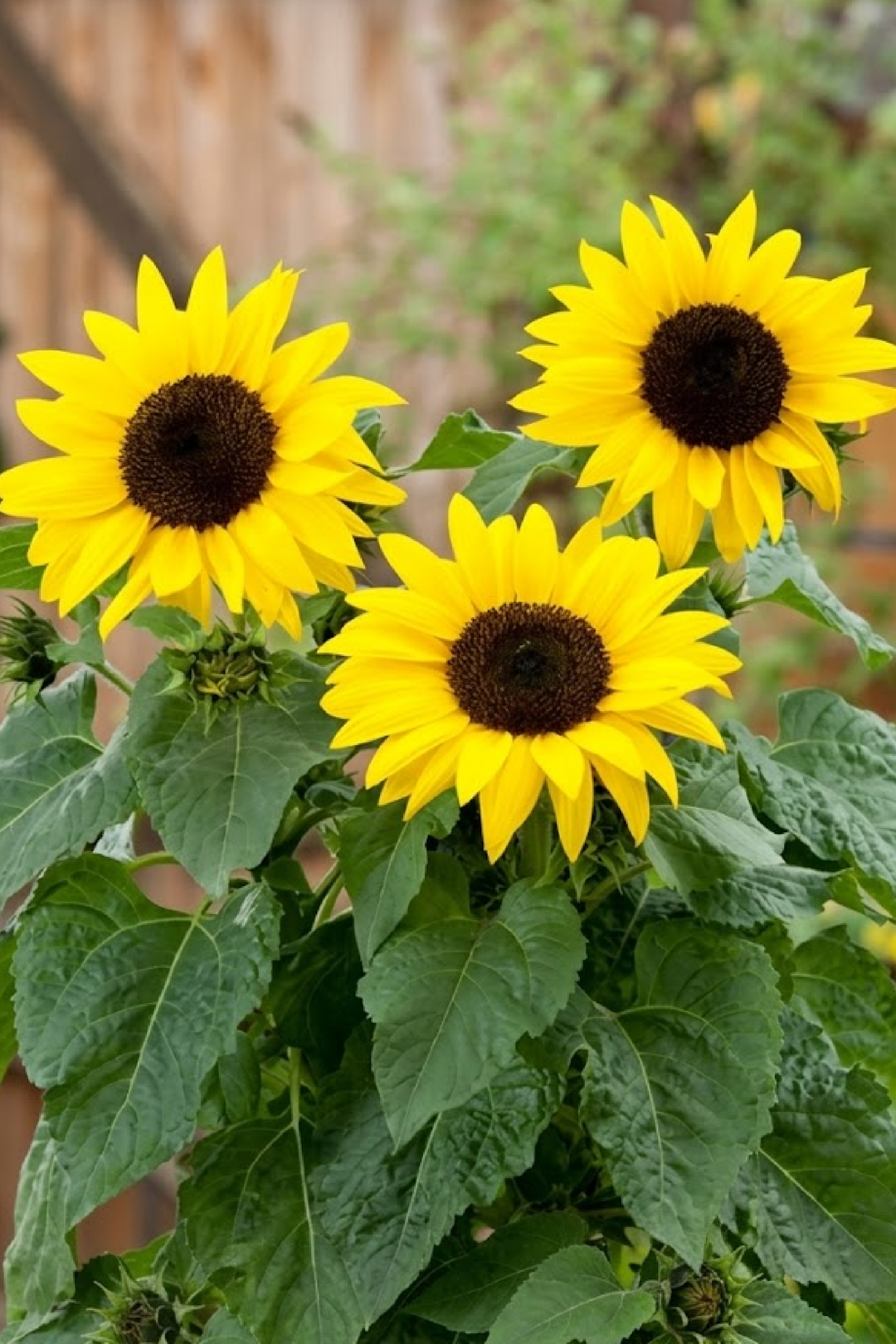 DWARF SUNFLOWER SEEDS<br> بذور دوار الشمس القزمي