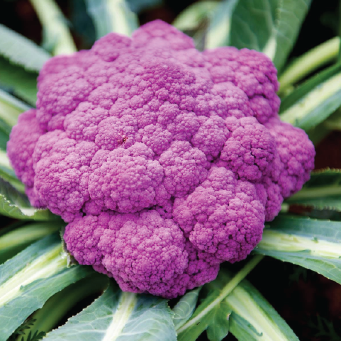 CAULIFLOWER PURPLE OF SIGIL SEEDLING <br> شتلات القرنبيط الأرجواني من سيجيل