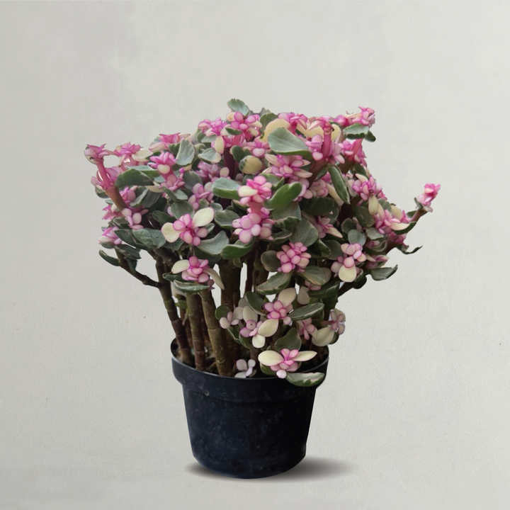 PORTULACARIA AFRA PLANT