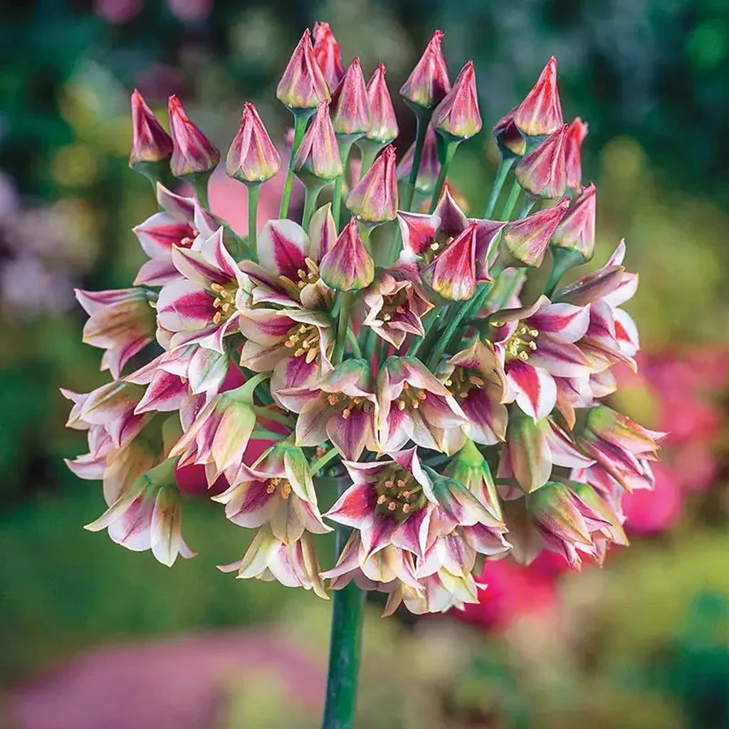 HONEY LILY BULBS