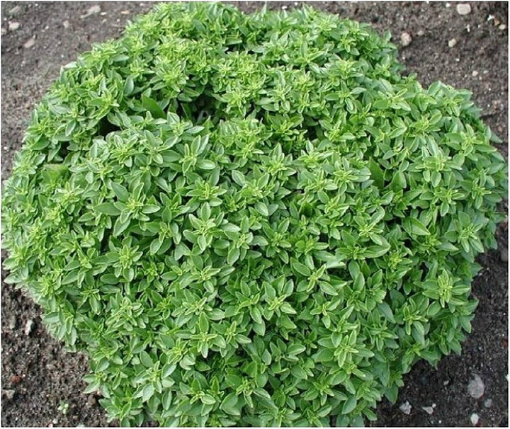 ORGANIC DWARF BASIL SEEDLING     شتلات الريحان القزمي العضوية