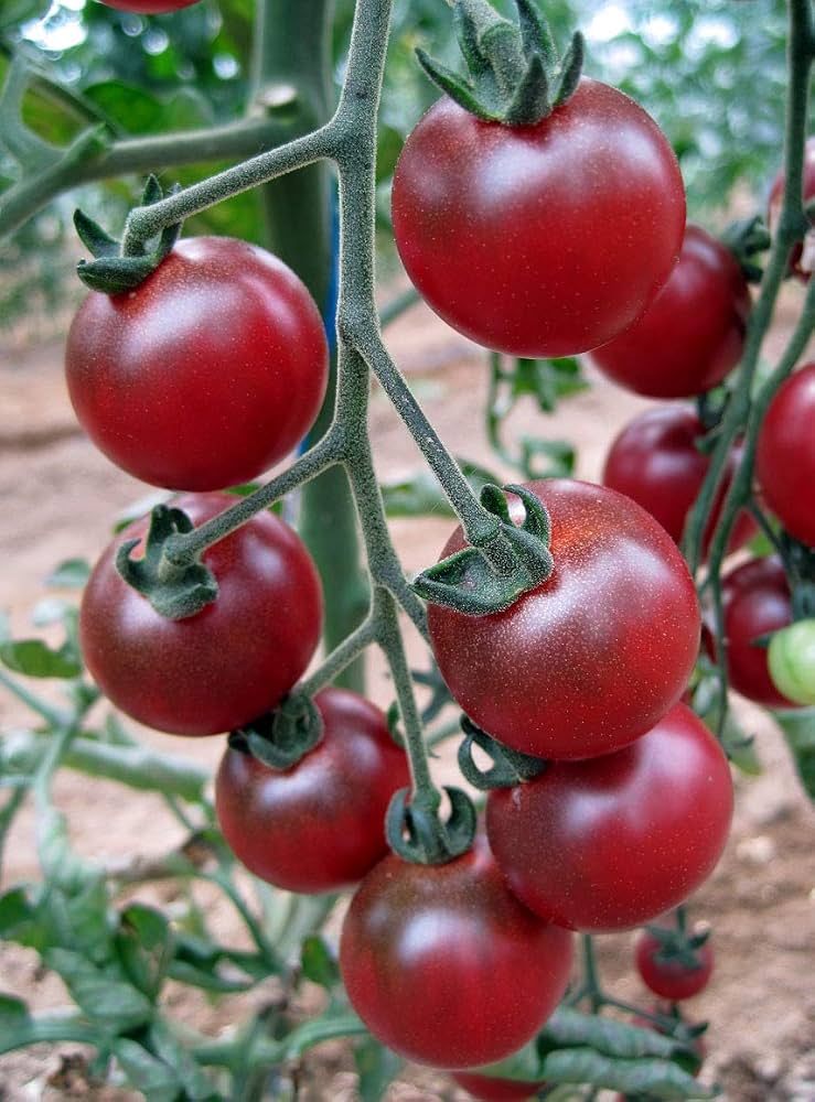 ORGANIC ROSELLA TOMATO SEEDLING