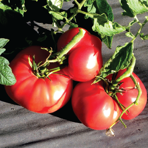 TOMATO WOOD'S FAMOUS BRIMMER SEEDLING <br> شتلات طماطم وود فيمس بريمير
