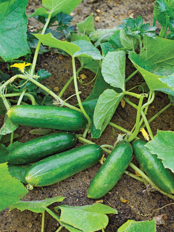 CUCUMBER SEEDS <br> بذور الخيار