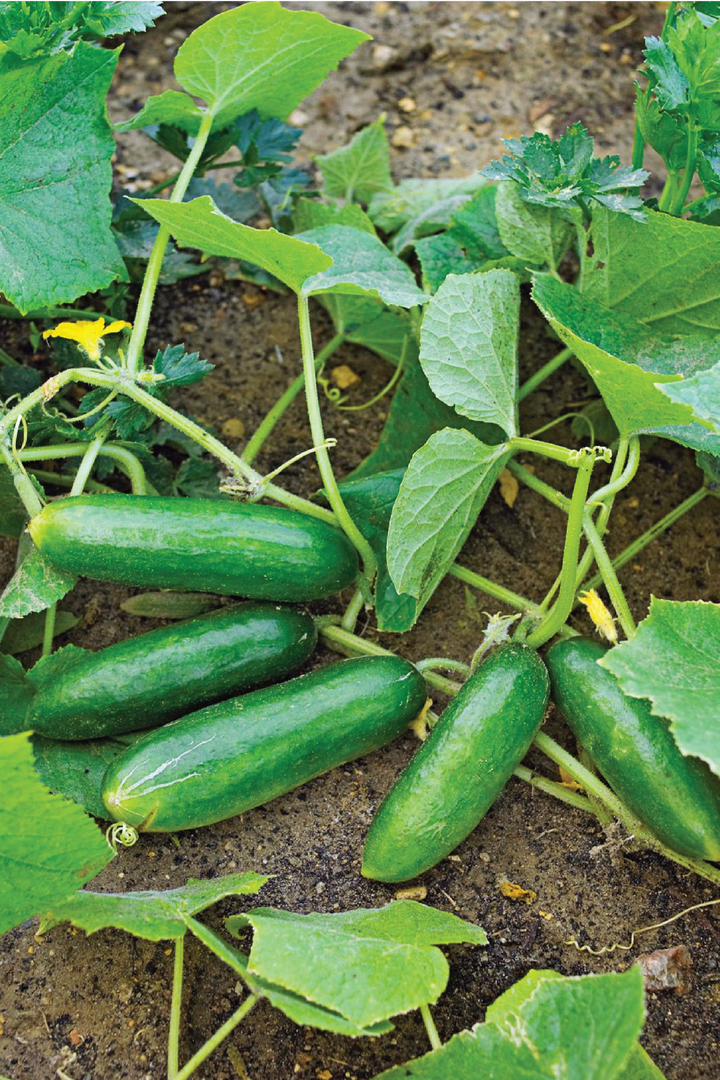 CUCUMBER SEEDS <br> بذور الخيار