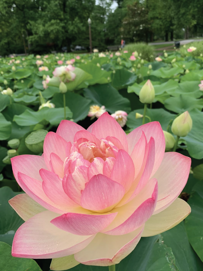 PINK BEAUTY LOTUS SEEDS <br> بذور اللوتس بينك بيوتي