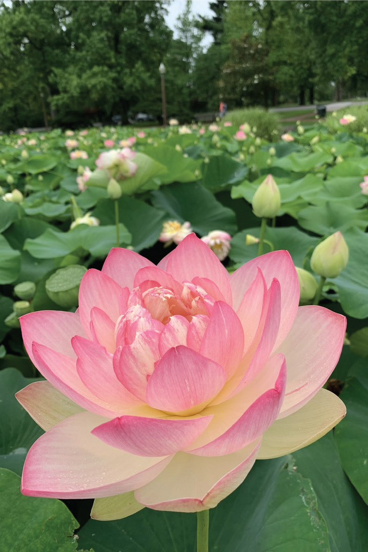 PINK BEAUTY LOTUS SEEDS