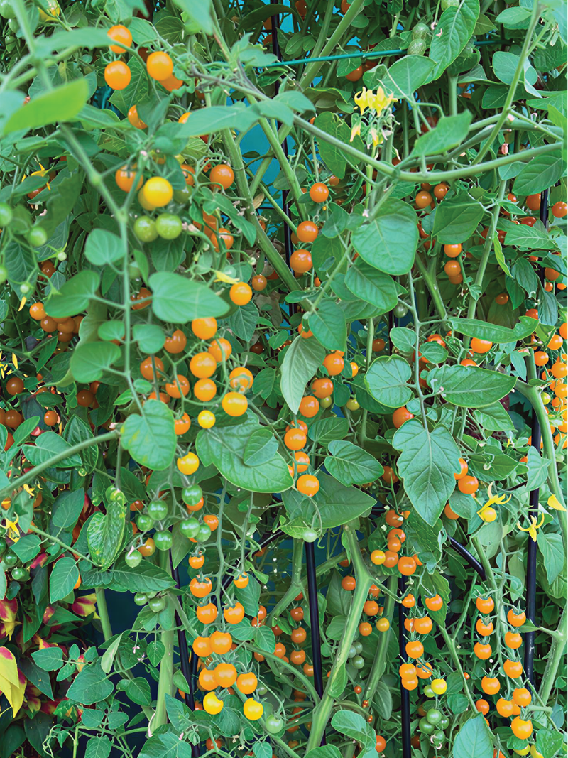 ORGANIC YELLOW CURRANT TOMATO SEEDLING <br>شتلات طماطم الزبيب الاصفر العضوية