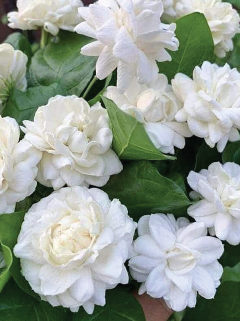 DUKE OF TUSCANY JASMINE SEEDS <br> بذور ياسمين دوق توسكانا