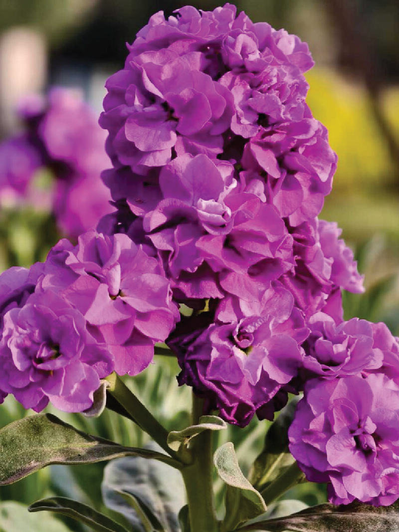 PURPLE STOCK FLOWER SEEDLING <br> شتلات زهور الستوك البنفسجية 