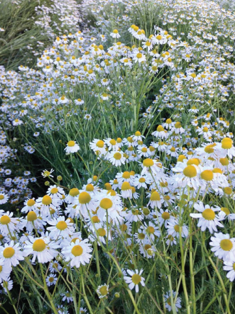 ORGANIC GERMAN CHAMOMILE SEEDLING <br>شتلات البابونج الألماني العضوية