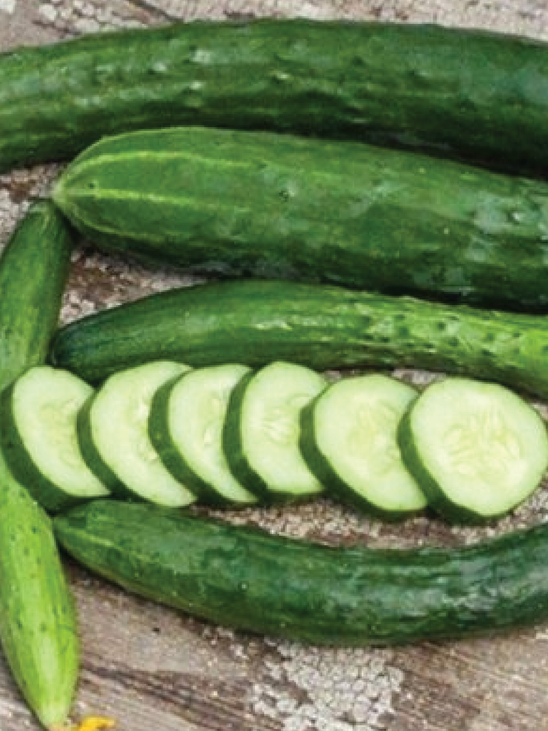 ORGANIC AONAGA JIBAI CUCUMBER SEEDLING <br>شتلات الخيار أوناغا جيباي العضوية