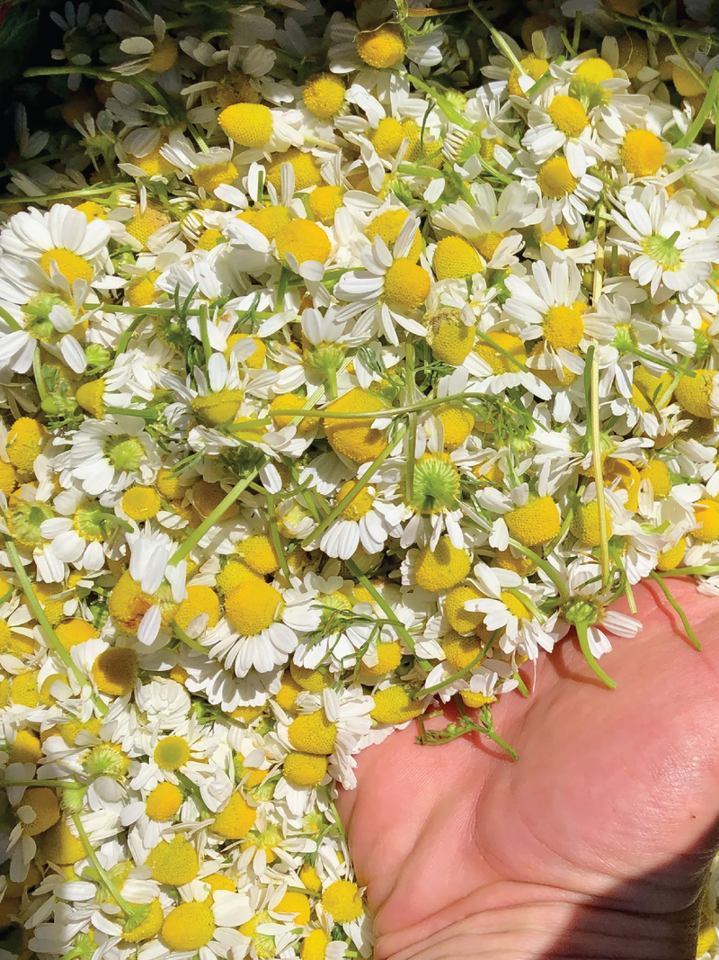 ORGANIC GERMAN CHAMOMILE SEEDLING <br>شتلات البابونج الألماني العضوية