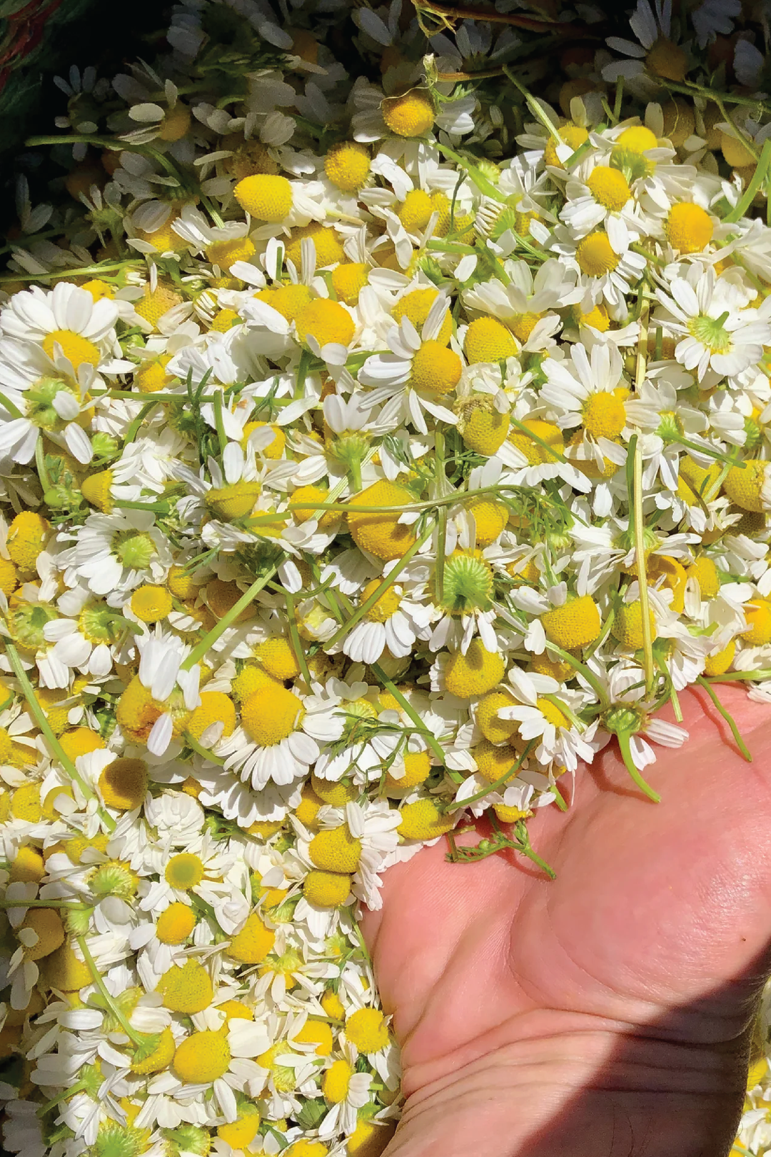 ORGANIC GERMAN CHAMOMILE SEEDLING <br>شتلات البابونج الألماني العضوية