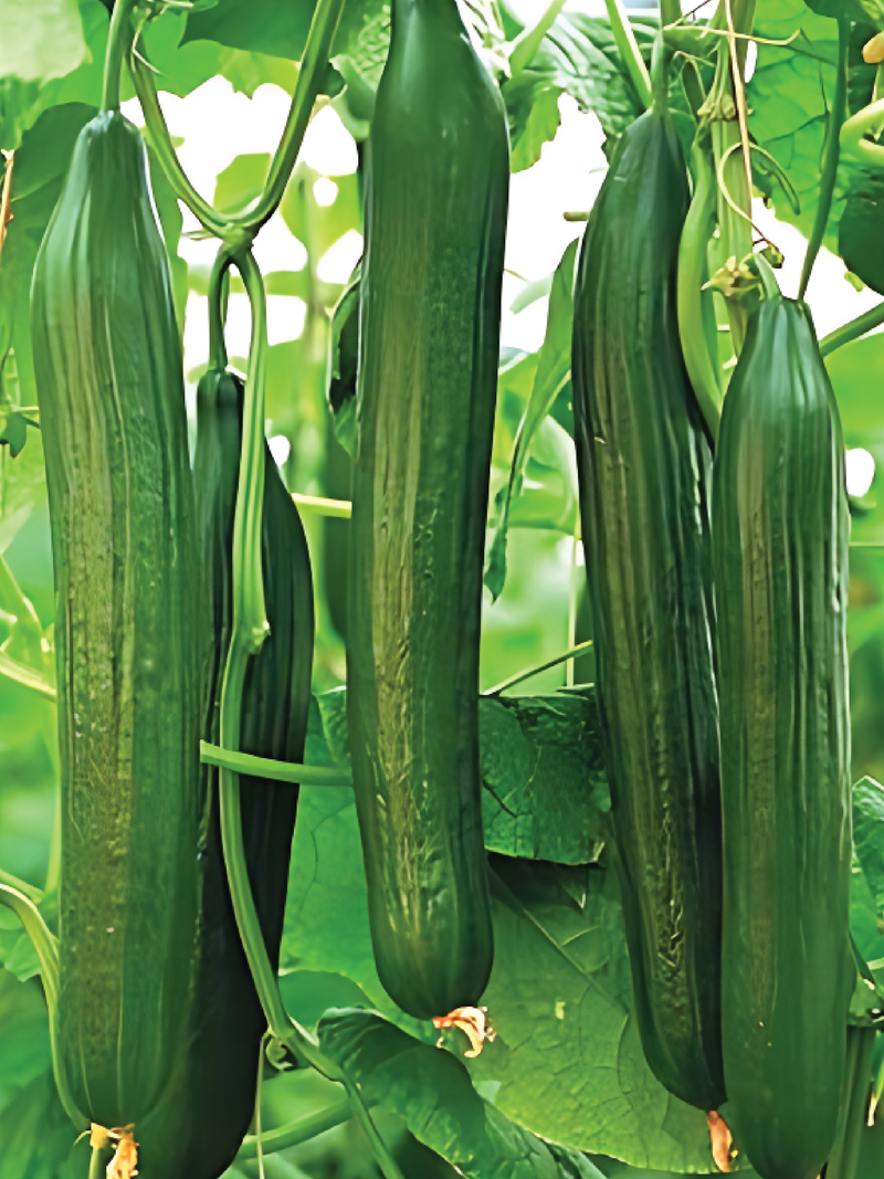 ORGANIC AONAGA JIBAI CUCUMBER SEEDLING <br>شتلات الخيار أوناغا جيباي العضوية