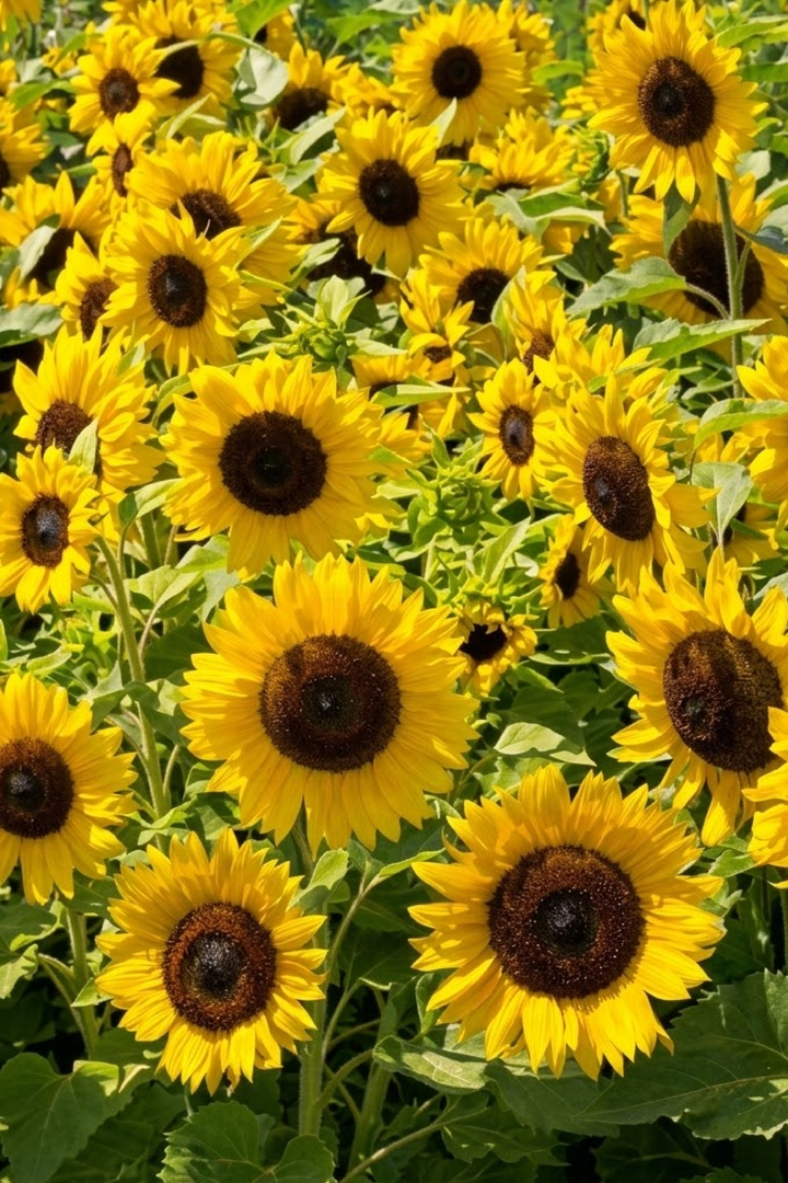 DWARF SUNFLOWER SEEDS<br> بذور دوار الشمس القزمي