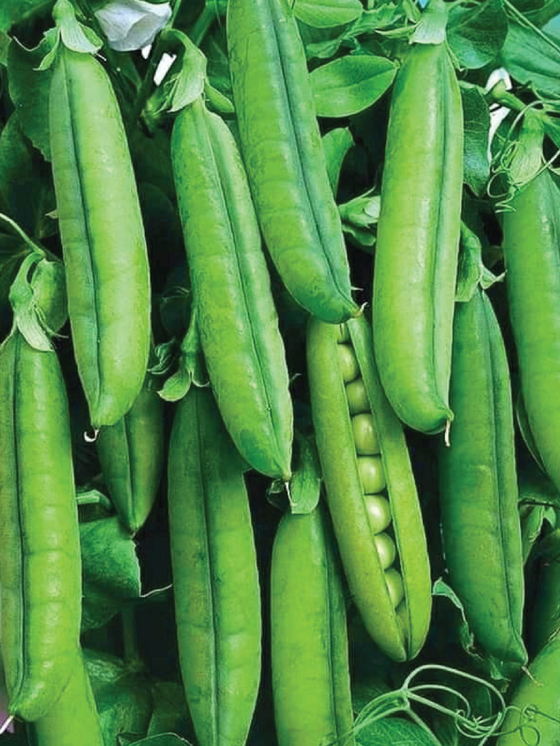 PEA SEEDS <br> بذور البازلاء