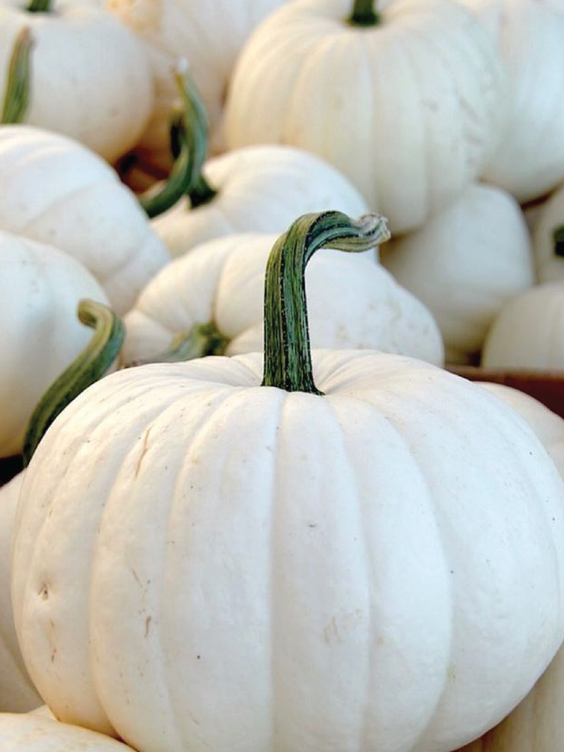 ORGANIC SNOWBALL PUMPKIN SEEDLING <br> شتلات قرع سنوبول عضوية