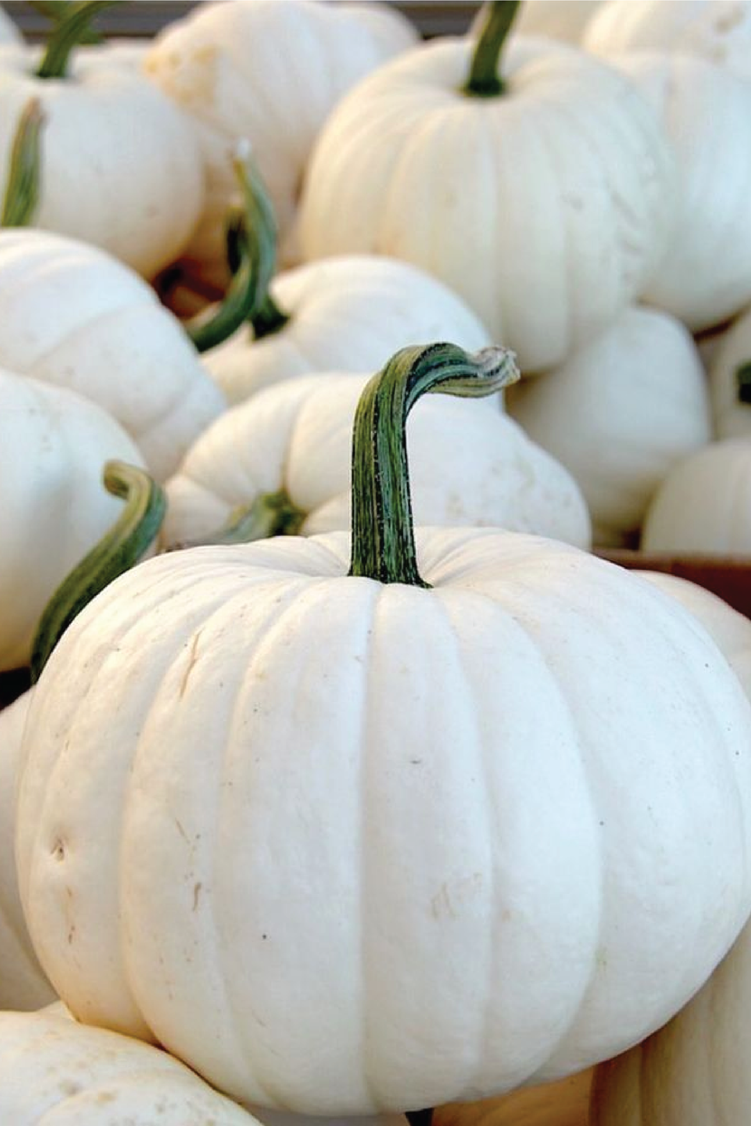 ORGANIC SNOWBALL PUMPKIN SEEDLING <br> شتلات قرع سنوبول عضوية
