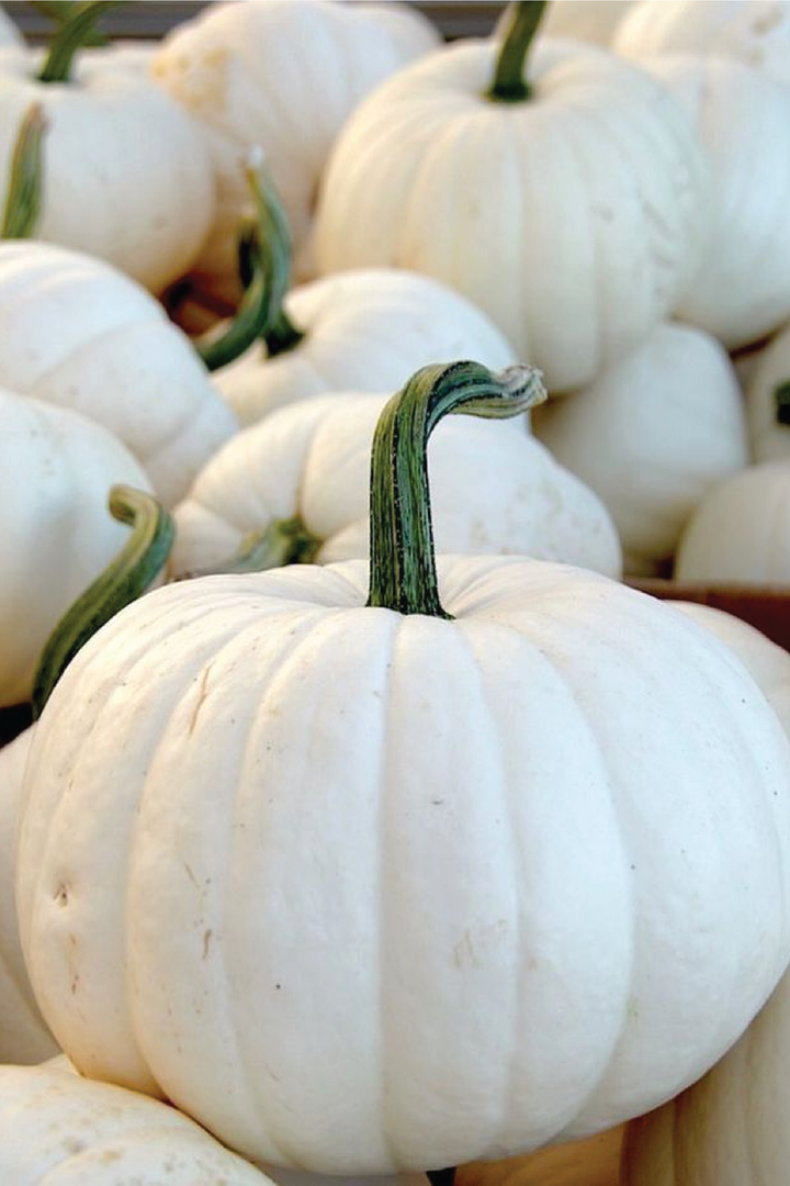 ORGANIC SNOWBALL PUMPKIN SEEDLING <br> شتلات قرع سنوبول عضوية